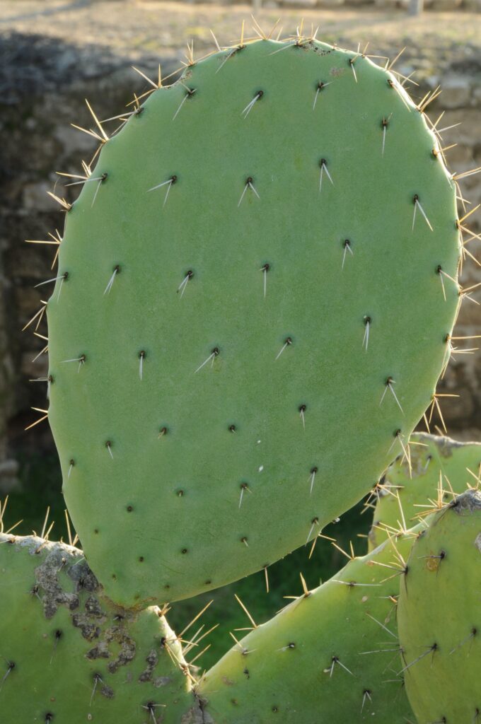 0700_AppolonyaS